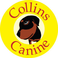 collins canine